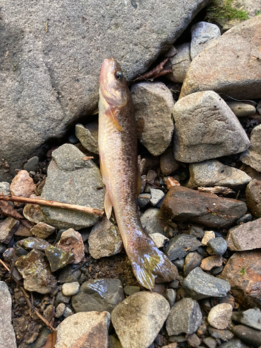 アブラハヤの釣果