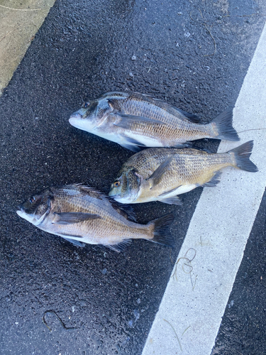 チヌの釣果