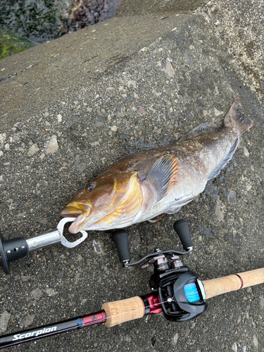 アイナメの釣果