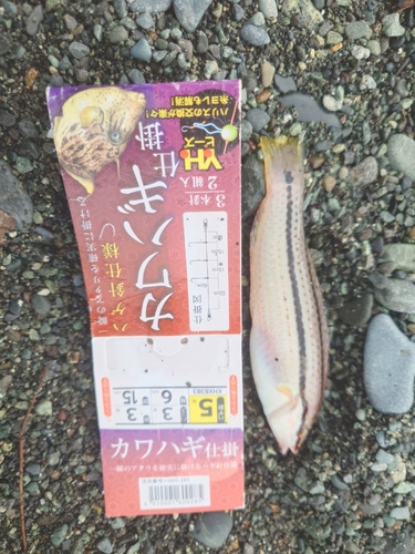 キュウセンの釣果