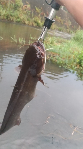 ニホンナマズの釣果