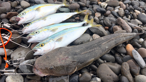 マゴチの釣果