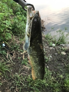 ニホンナマズの釣果