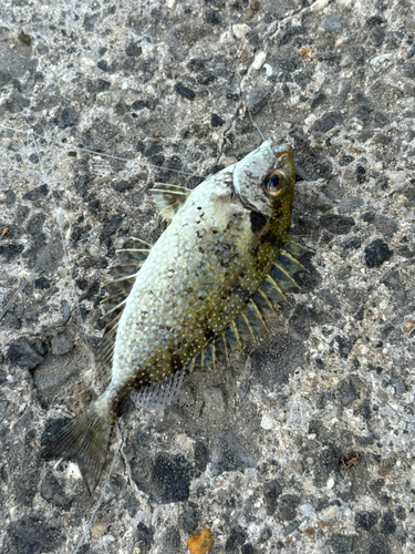 アイゴの釣果