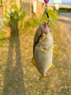 ショゴの釣果