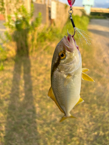 ショゴの釣果