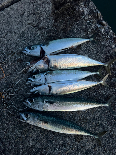 サバの釣果