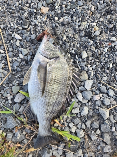 チヌの釣果