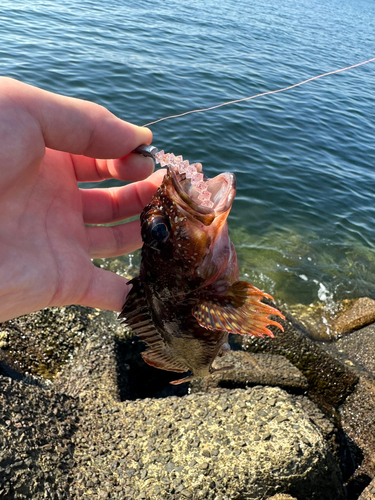 カサゴの釣果