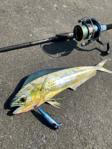 シイラの釣果