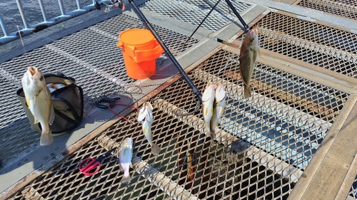 イシモチの釣果