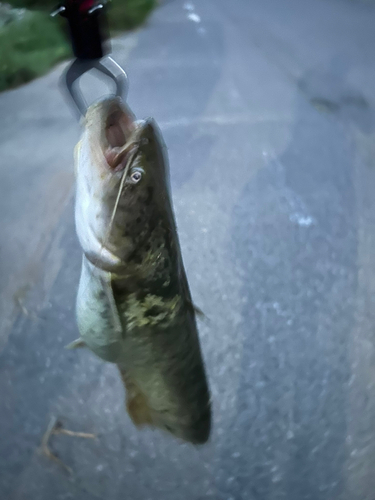 マナマズの釣果