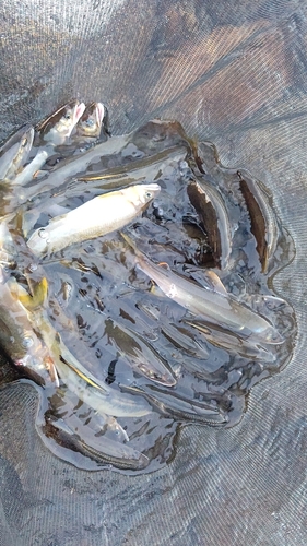 アユの釣果