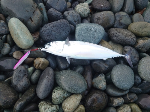 ソウダガツオの釣果