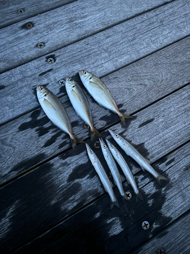 アジの釣果