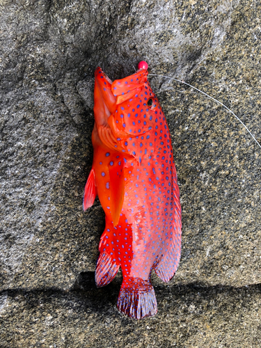 アカハタモドキの釣果