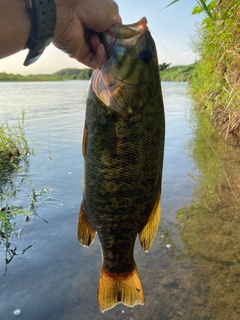 スモールマウスバスの釣果