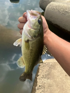 ラージマウスバスの釣果