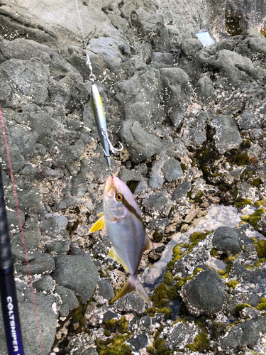 ショゴの釣果