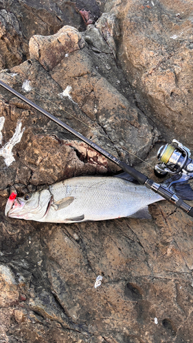 ヒラスズキの釣果