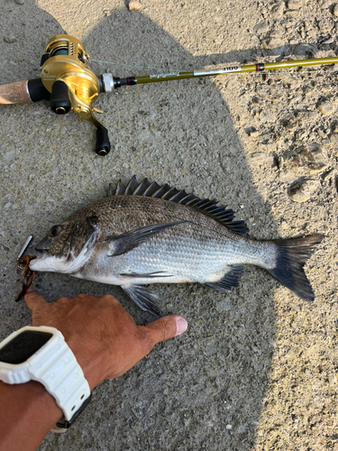 クロダイの釣果