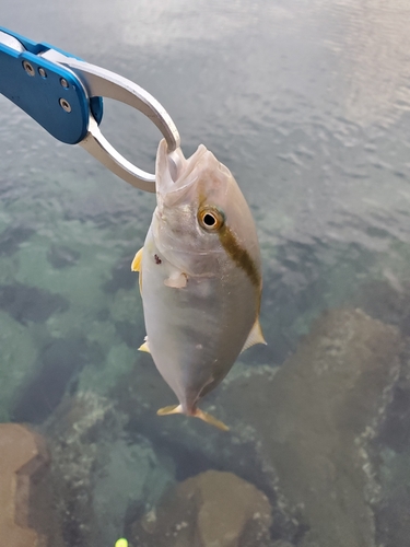 ネリゴの釣果