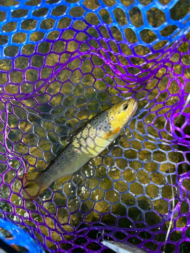 ブラウントラウトの釣果