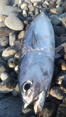 ソウダガツオの釣果