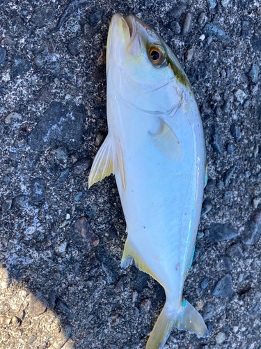 ショゴの釣果