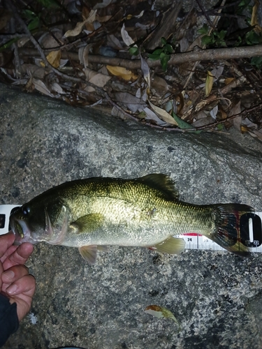 ラージマウスバスの釣果