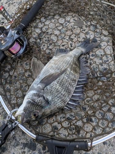 チヌの釣果