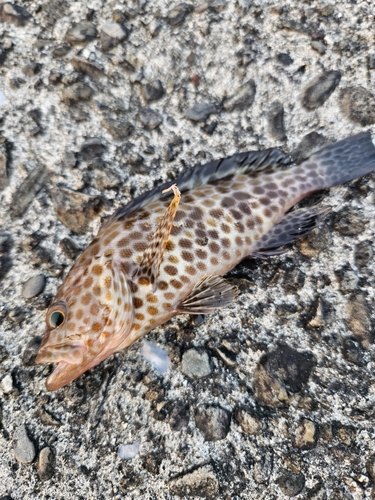 オオモンハタの釣果