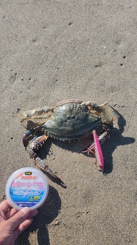 ワタリガニの釣果