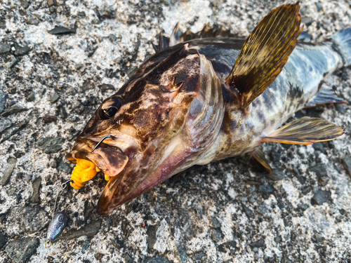 ベッコウゾイの釣果