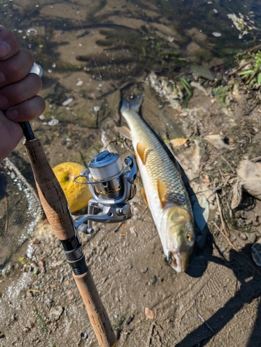 ニゴイの釣果