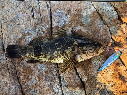 タケノコメバルの釣果