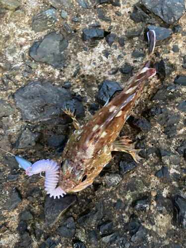 カサゴの釣果