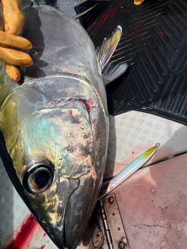 メバチマグロの釣果