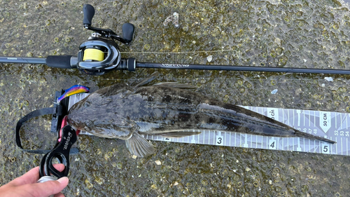 マゴチの釣果