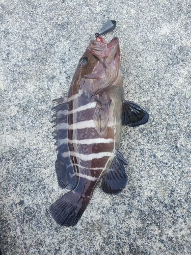 マハタの釣果