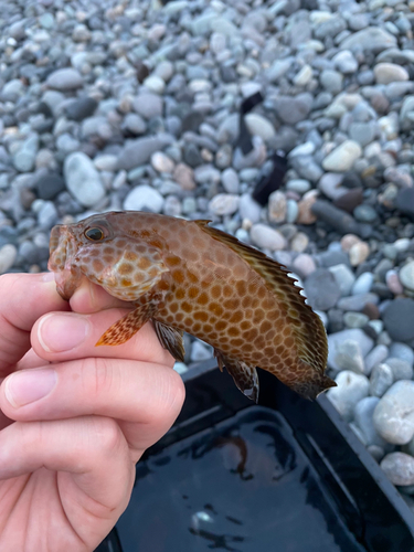 オオモンハタの釣果