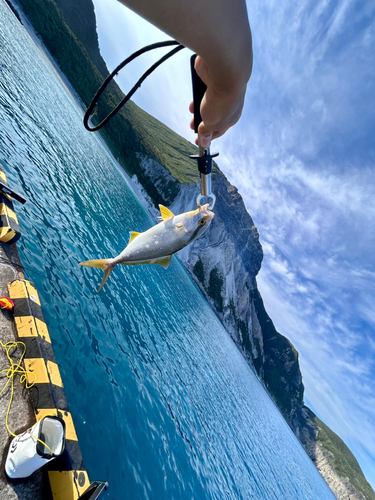 ショゴの釣果