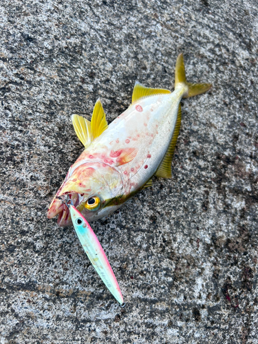 ショゴの釣果