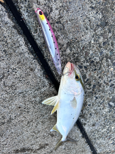 ショゴの釣果