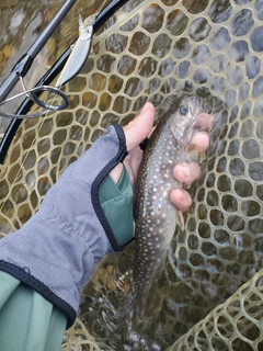 エゾイワナの釣果