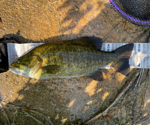 スモールマウスバスの釣果