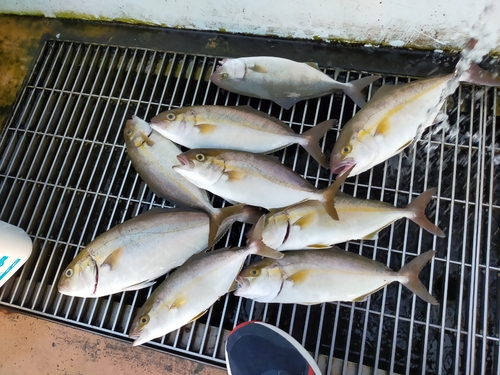 ショゴの釣果