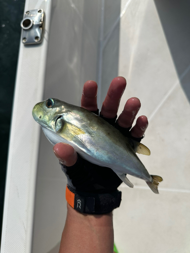 シロサバフグの釣果