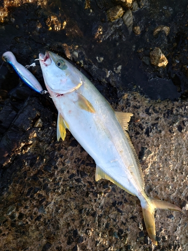 ヒラマサの釣果