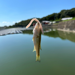 ブラックバス